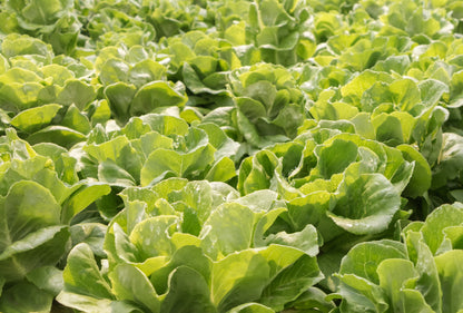 Lettuce Winter Arctic King Seeds