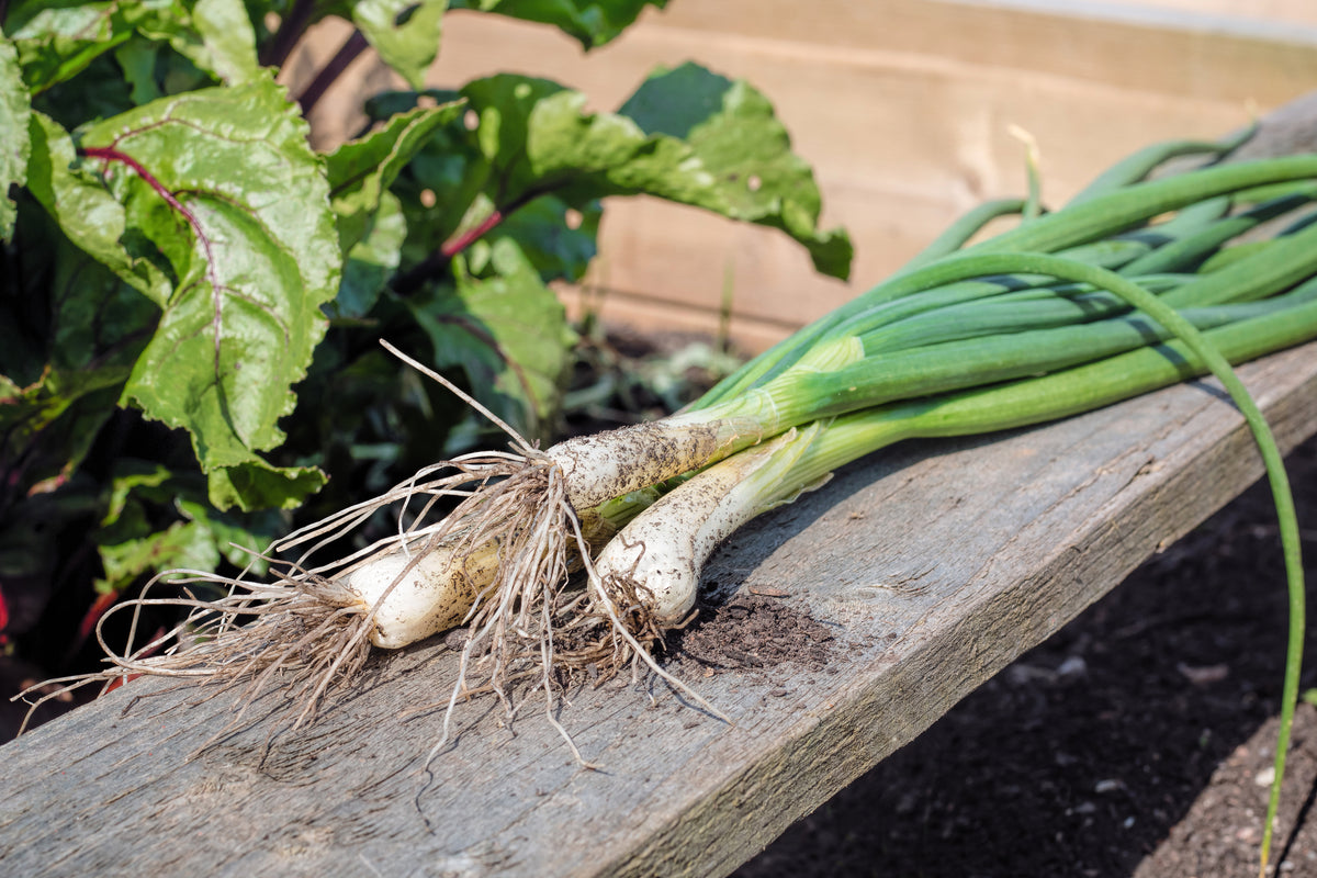 Growing Spring Onions