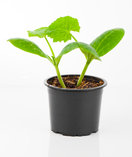 Courgette Cue Ball F1 Seeds - Early Round Squash Variety
