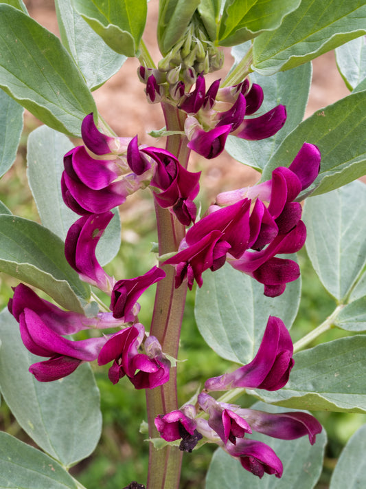 Broad Bean Crimson Flowered Seeds