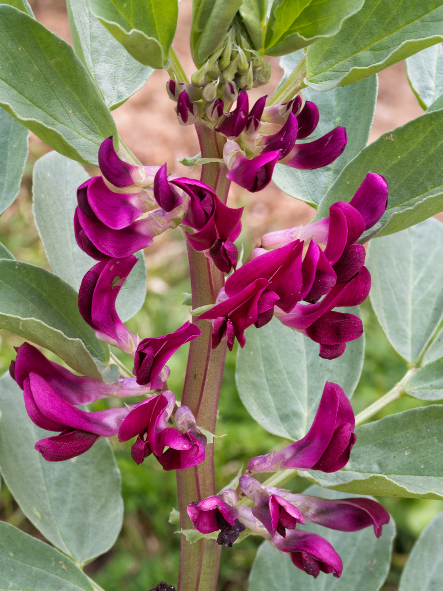 Broad Bean Crimson Flowered Seeds