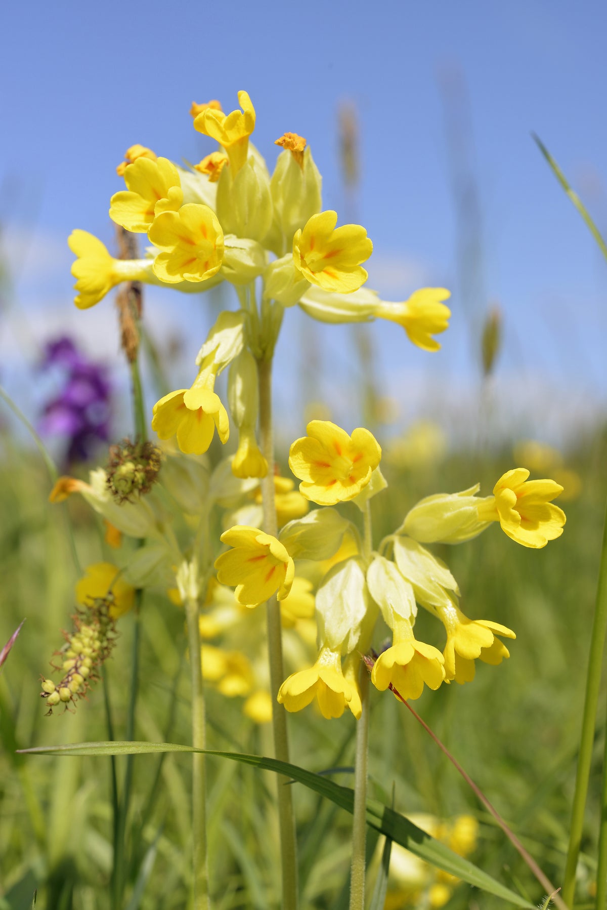 Primula veris - Hose in Hose Cowslip Seeds