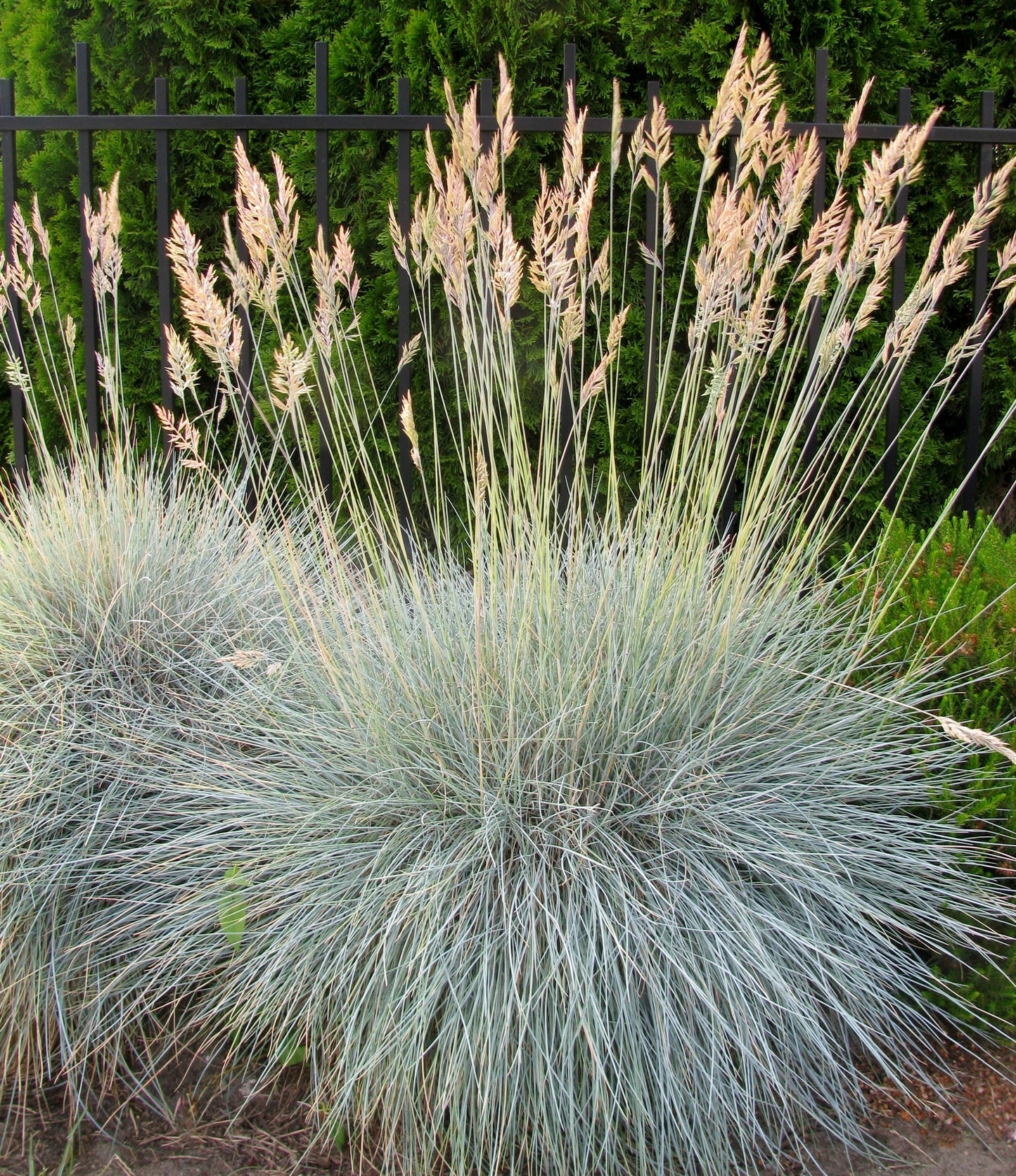 Ornamental Grass Blue Fescue Festuca Glauca Seeds