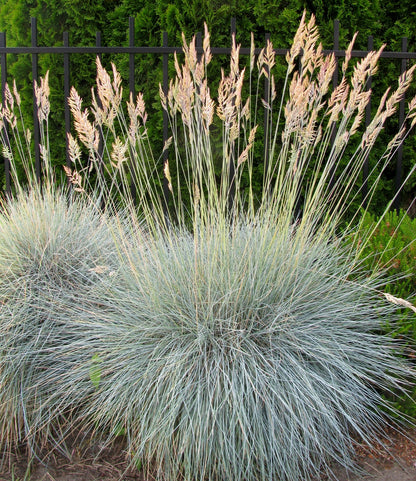 Ornamental Grass Blue Fescue Festuca Glauca Seeds