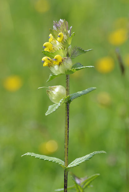 Wildflower Yellow Rattle - Rhinanthus Minor seeds