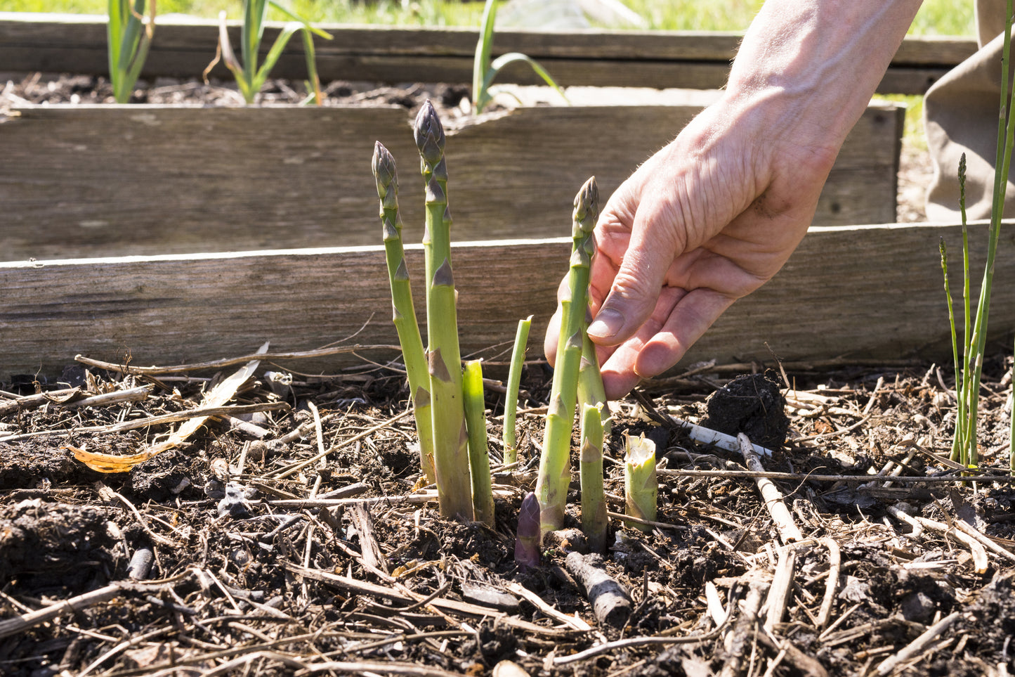 Asparagus Mary Washington Seeds | Heirloom Variety with Thick, Flavourful Spears
