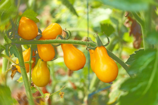 Tomato Peardrop F1 Hybrid Seeds