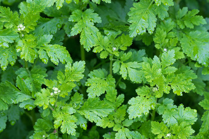 Green Feverfew Seeds