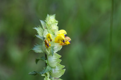 Wildflower Yellow Rattle - Rhinanthus Minor seeds