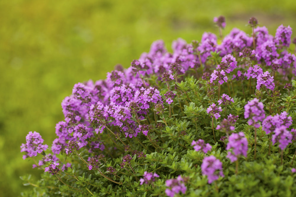 Thyme