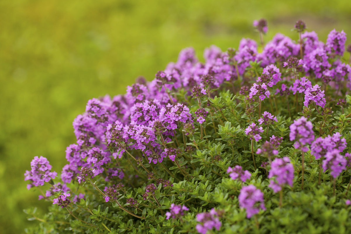 How to Grow Thyme