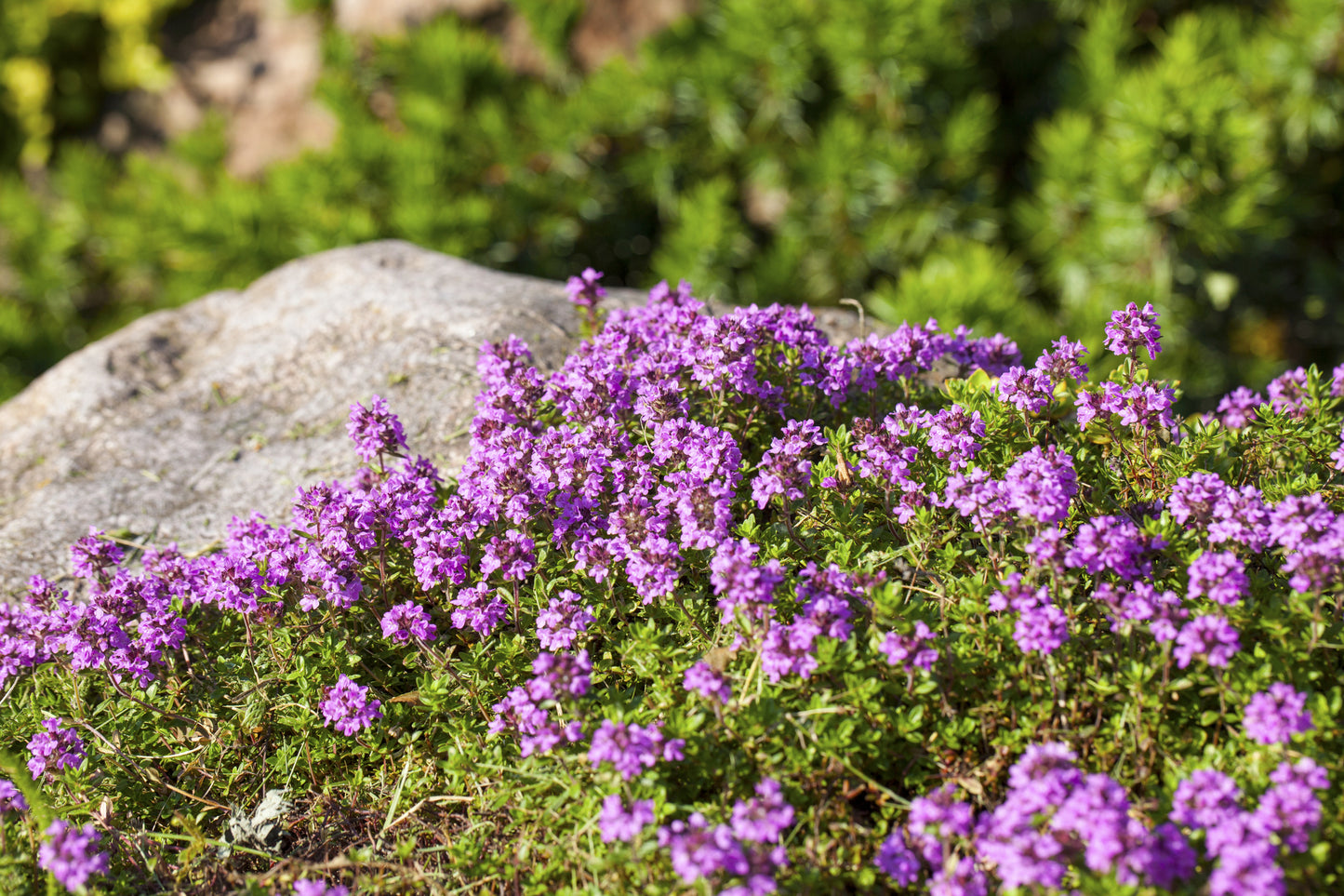 Thyme Purple Creeping Seeds