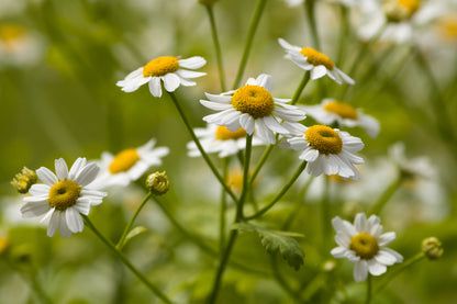 Green Feverfew Seeds