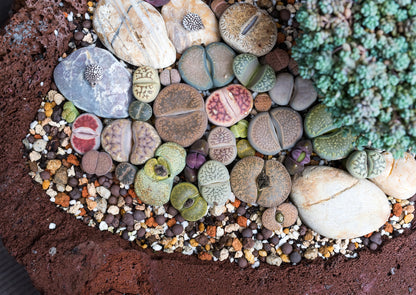 Lithops “Living Stone” Succulent – Mixed Colors | Cactus Seeds