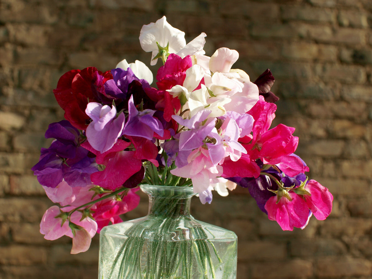 Sweet Pea Bouquet Mixed Seeds