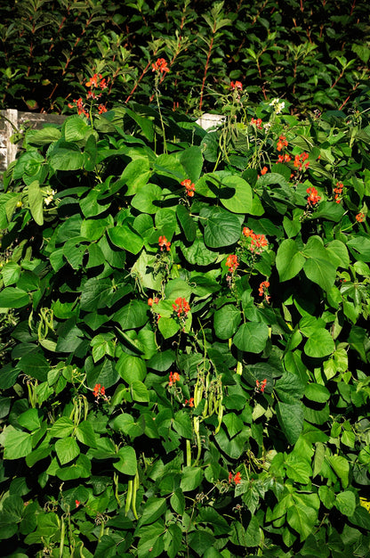 Runner Bean Scarlet Emperor Seeds