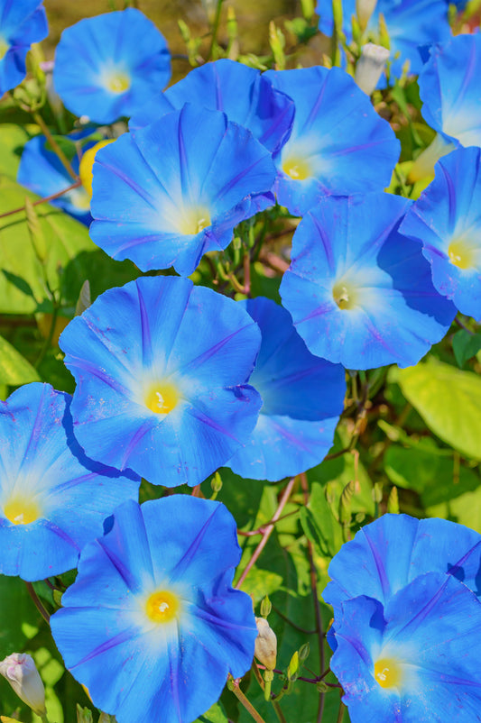 Morning Glory Ipomea Clarkes Heavenly Blue Seeds