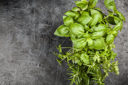 Organic Basil Classic Italian Seeds