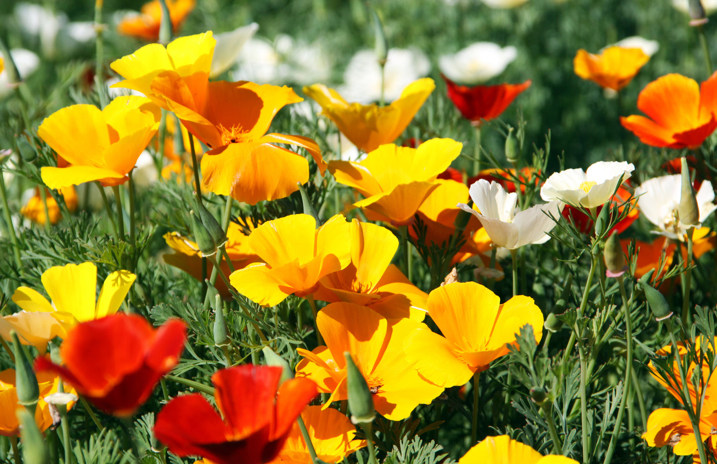 Franchi - 319-1 - Escolzia di california - Californian Poppy - Seeds