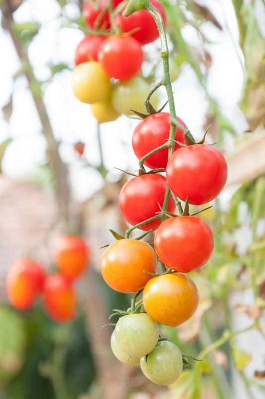 Tomato Crokini F1 Hybrid Seed