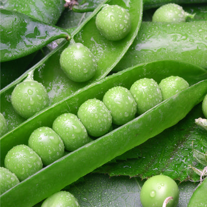 Pea Kelvedon Wonder Seeds