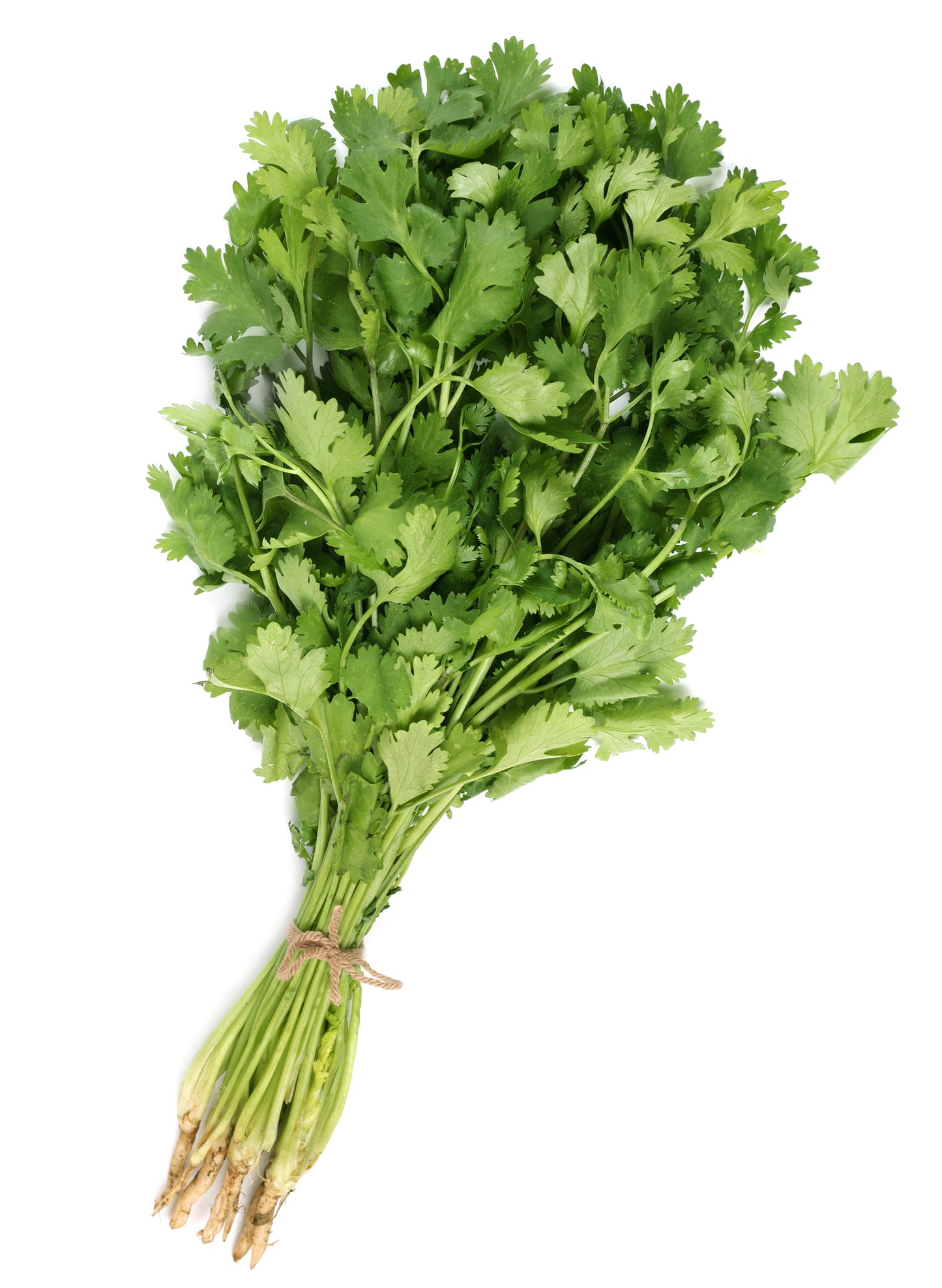 Organic Herb Coriander Cilantro Seeds