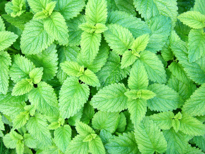 Lemon Balm Seeds - Melissa officinalis