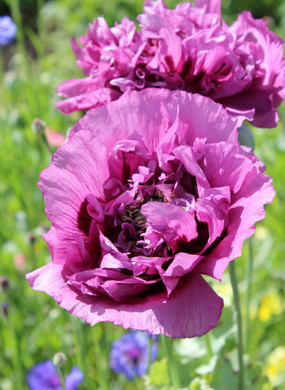 Poppy Papaver Double Somniferum Seeds