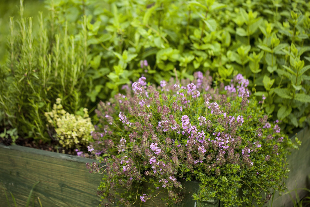 Herb Seeds