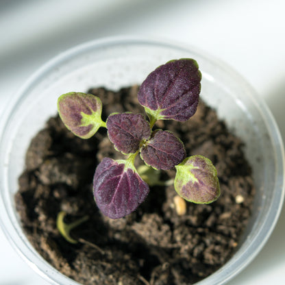 Coleus Black Dragon Seeds