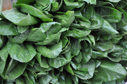 Spinach Giant Winter Seeds