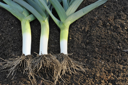 Leek Musselburgh Seeds