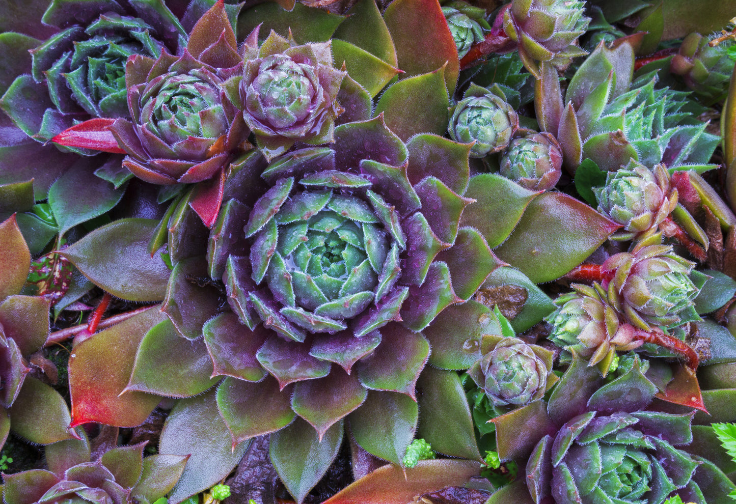 Sempervivum Mixed Seeds