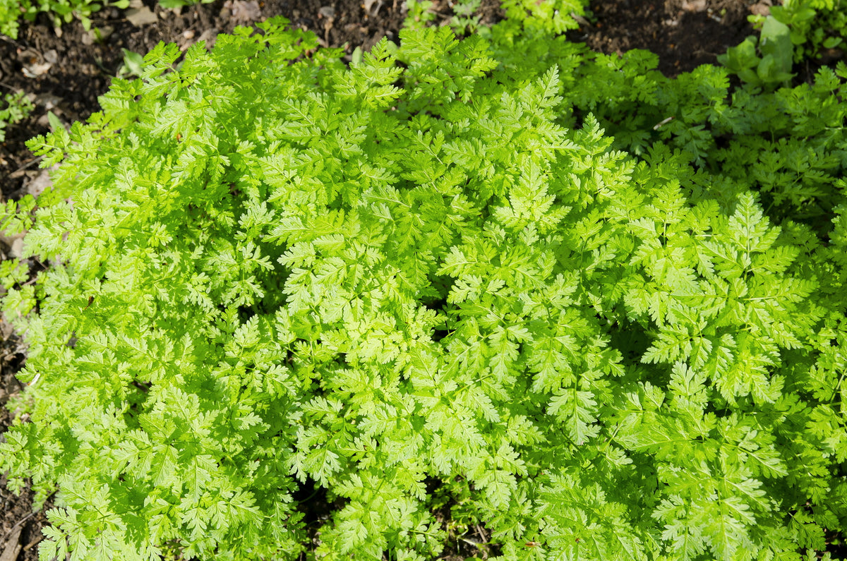 Chervil