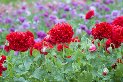 Poppy Papaver Double Somniferum Seeds