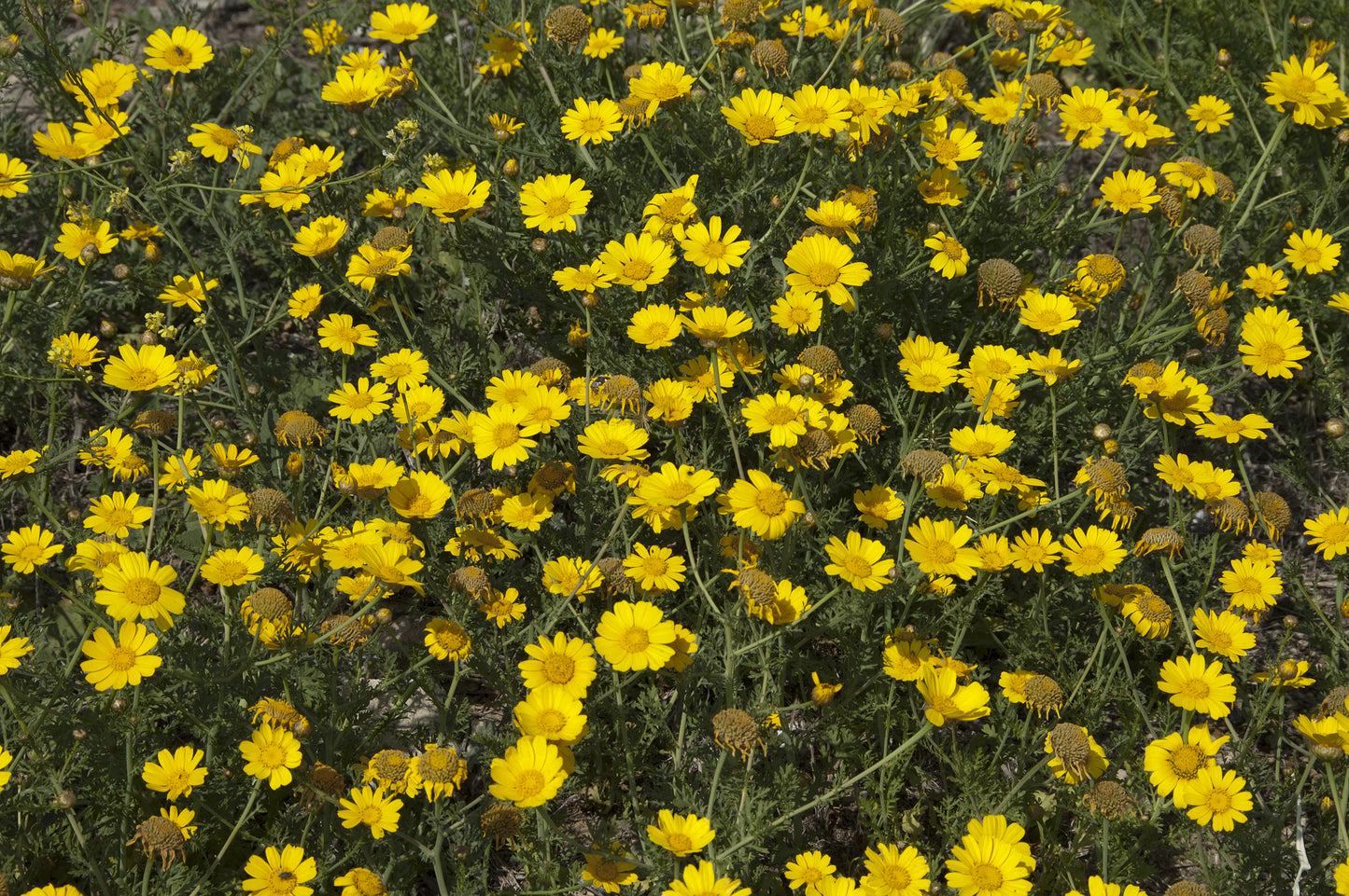 Wild Flower Corn Marigold Seeds - Glebionis segetum