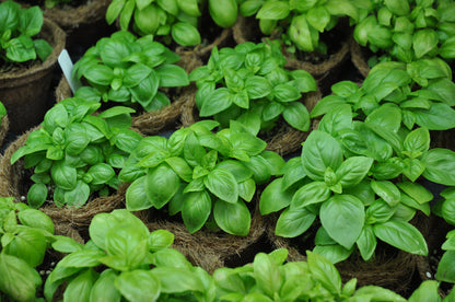 Organic Basil Classic Italian Seeds