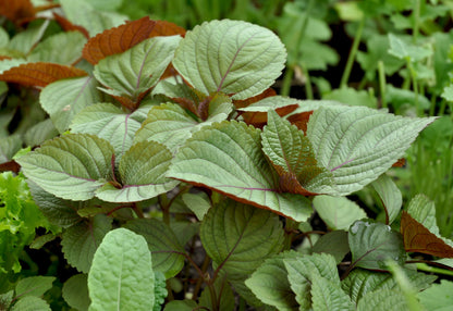 Perilla Shiso Green Seeds
