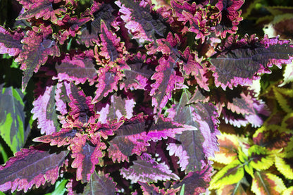 Coleus Black Dragon Seeds
