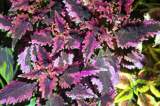 Coleus Black Dragon Seeds