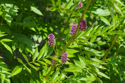 Liquorice Seeds Glycyrrhiza glabra