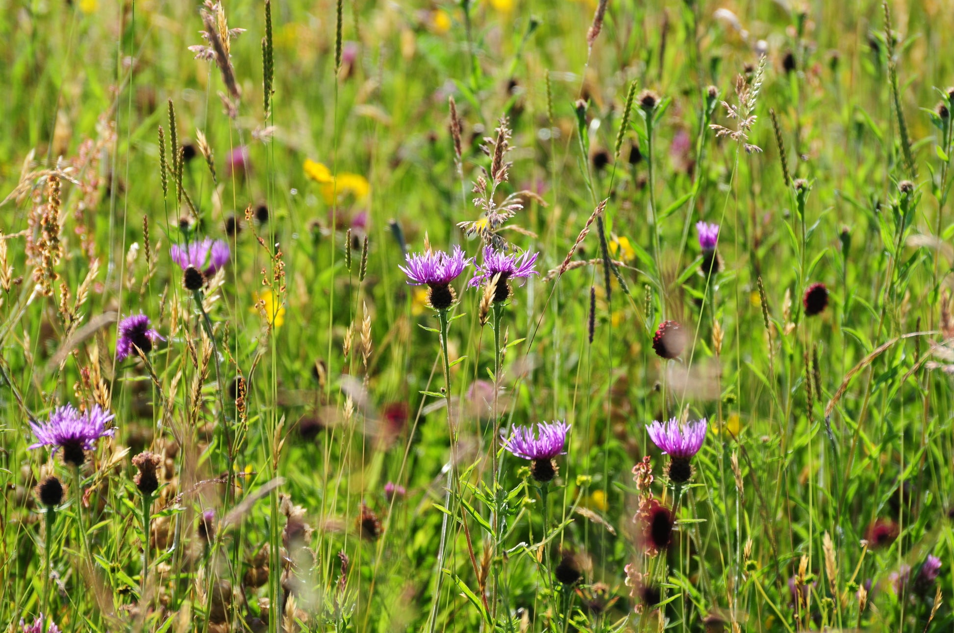 flower seeds for clay soil Wildflower Mixture for Clay Soil Seeds – JustSeed