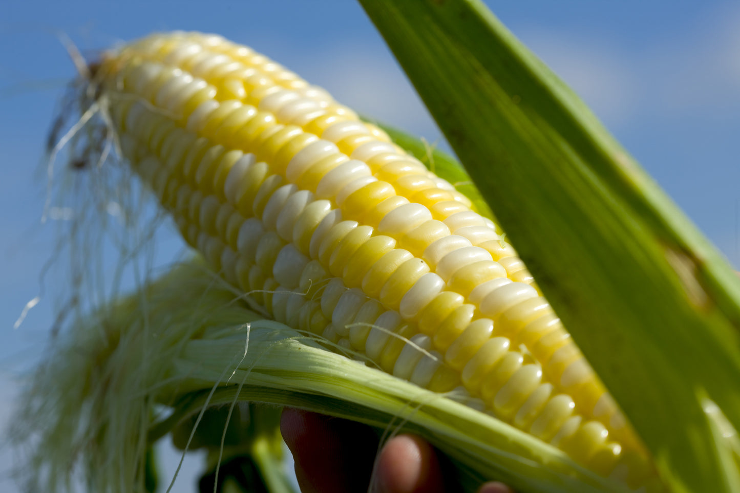 Sweetcorn Incredible F1 Hybrid Seeds