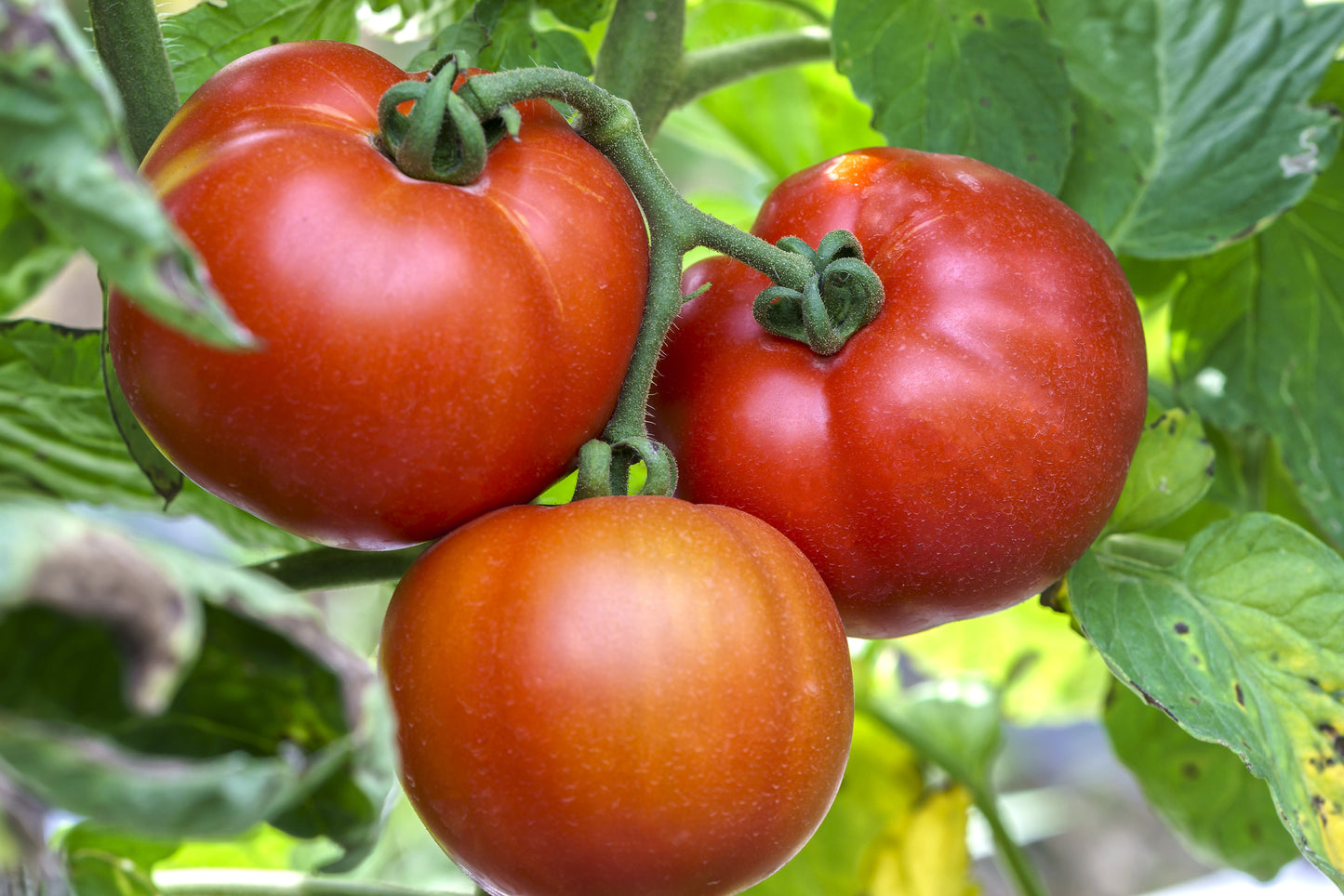 Tomato Steak Sandwich Seeds