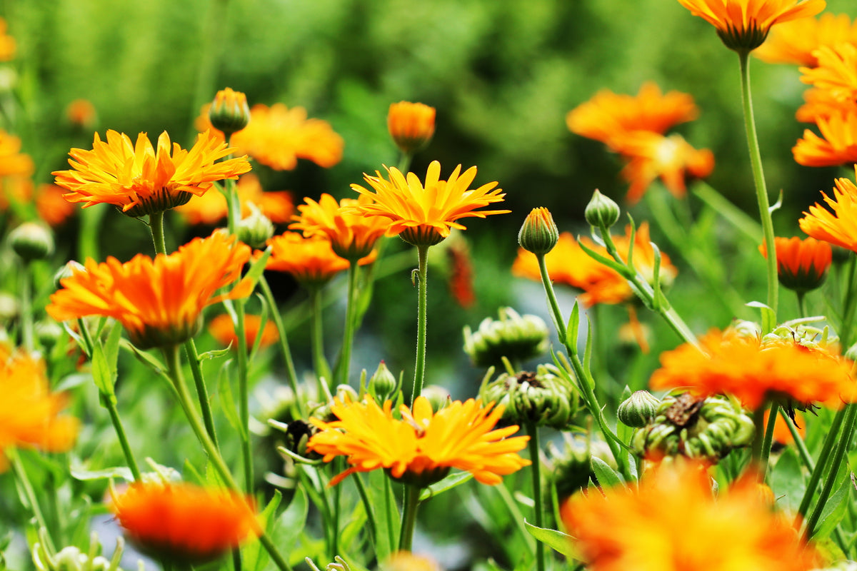 How to Grow Pot Marigolds (Calendula) from Seed