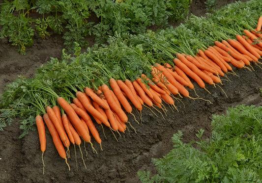 Carrot Marion F1 Hybrid Seeds