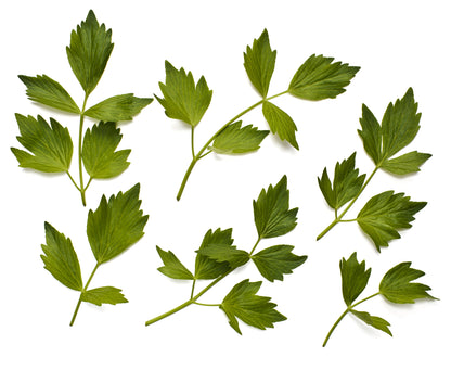 Lovage Seeds – Perennial Celery Flavoured Herb