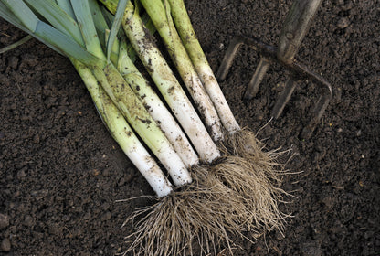 Leek Musselburgh Seeds