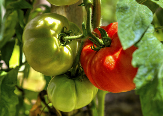 Organic Tomato St Pierre Seeds