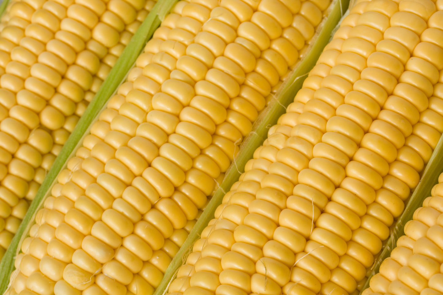 Sweet Corn Goldcrest F1 Hybrid Seeds